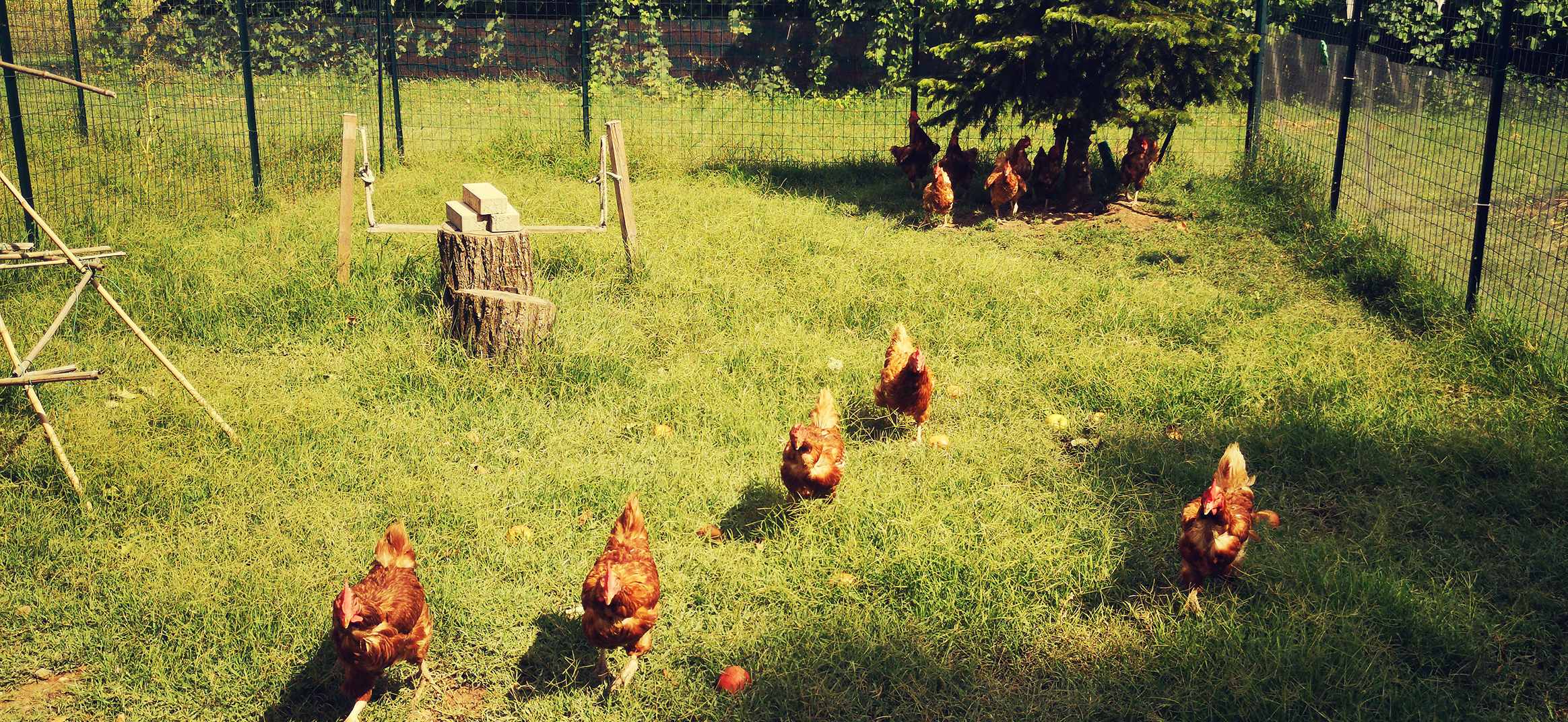 Adotta una gallina: parco con galline