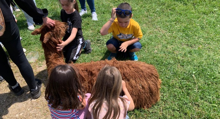 alpaca con bambini